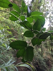 Lardizabala biternata