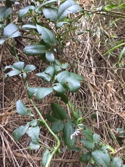 Lardizabala biternata