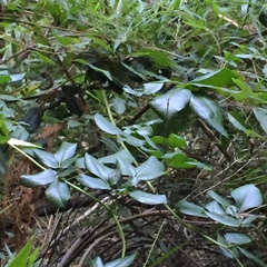 Lardizabala biternata