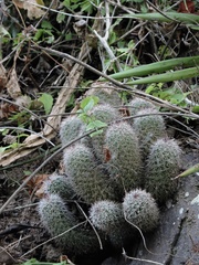 Mammillaria mazatlanensis