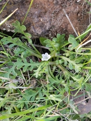 Nemophila pedunculata