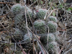 Mammillaria mazatlanensis