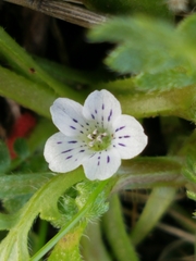 Nemophila pedunculata