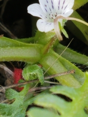 Nemophila pedunculata