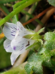 Nemophila pedunculata