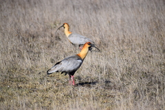 Theristicus melanopis