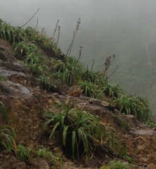 Pitcairnia micotrinensis