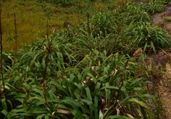Pitcairnia micotrinensis