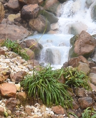 Pitcairnia micotrinensis