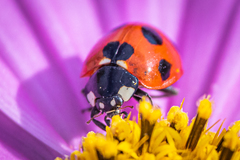 Coccinella septempunctata