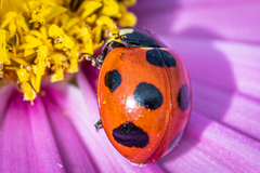 Coccinella septempunctata