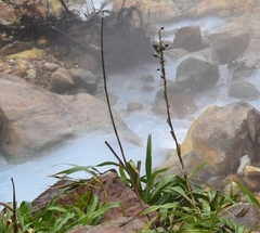 Pitcairnia micotrinensis