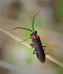 Dolerus unicolor