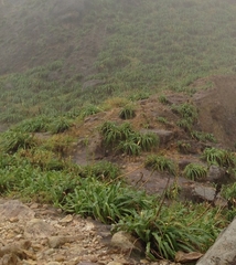 Pitcairnia micotrinensis