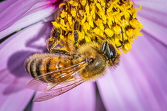 Apis mellifera
