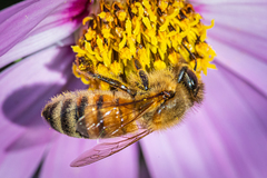 Apis mellifera