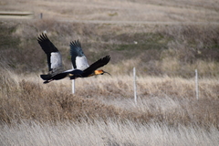 Theristicus melanopis