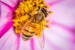 Apis mellifera