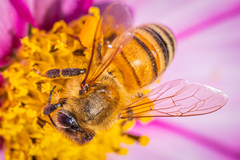 Apis mellifera