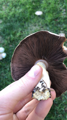 Agaricus xanthodermus