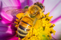 Apis mellifera