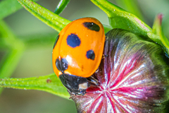 Coccinella septempunctata