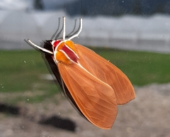 Amastus coccinator