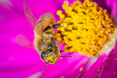 Apis mellifera