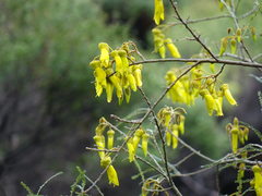 Sophora fulvida
