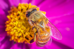 Apis mellifera