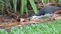 Amaurornis phoenicurus