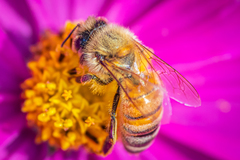 Apis mellifera