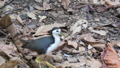 Amaurornis phoenicurus