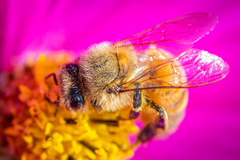 Apis mellifera