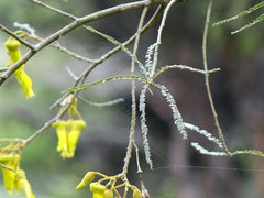 Sophora fulvida