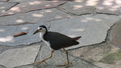 Amaurornis phoenicurus