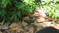 Amaurornis phoenicurus