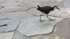 Amaurornis phoenicurus