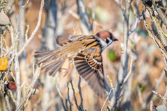 Passer montanus