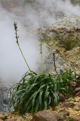 Pitcairnia micotrinensis