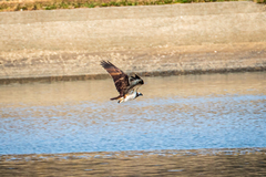 Pandion haliaetus haliaetus