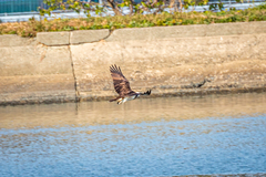 Pandion haliaetus haliaetus