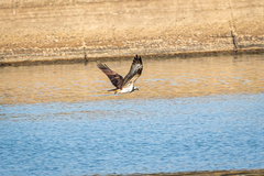 Pandion haliaetus haliaetus