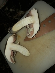 Agaricus xanthodermus