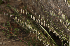 Melica stricta