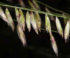 Melica stricta