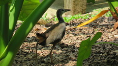 Amaurornis phoenicurus