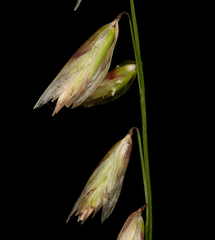 Melica stricta