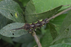 Citheronioides collaris