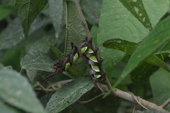 Citheronioides collaris